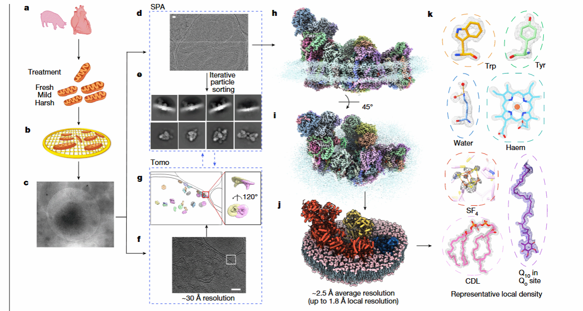 Major Breakthrough! Nanjing University of Chinese Medicine Publishes Research Paper as First Author in Nature