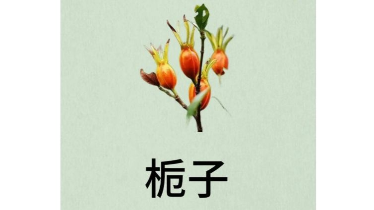 Jiangxi Province’s First International Standard for Chinese Medicinal Materials Traditional Chinese Medicine—Gardenia Officially Released