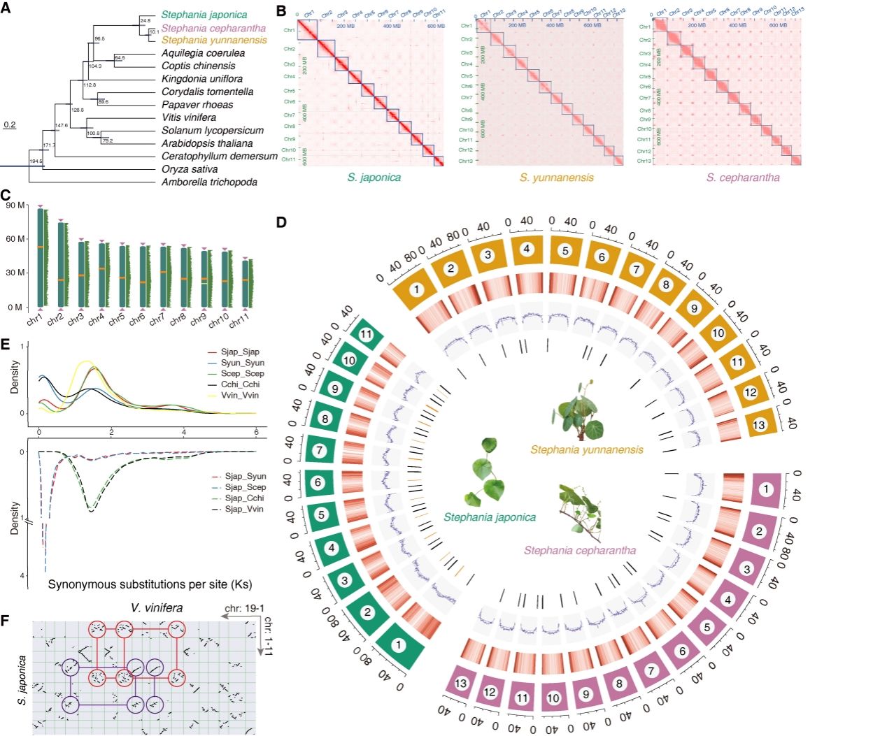 International Journal Nature Communications Publishes Research Results: Cepharanthine and Its Metabolites Demonstrate Broad-Spectrum Anti-Coronavirus Capabilities