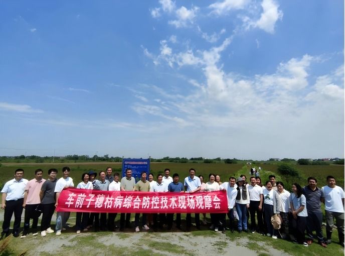 车前子穗枯病防控技术现场观摩会在樟树召开