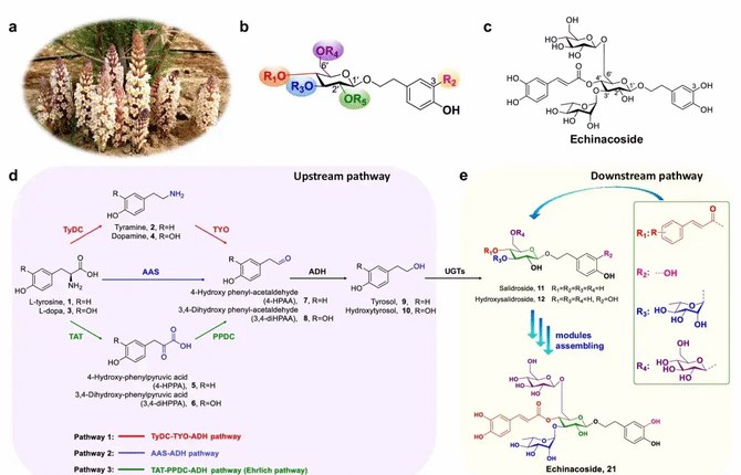 Nature Communications Publishes Innovative Results on Biosynthesis of Active Substances in Endangered Chinese Medicines